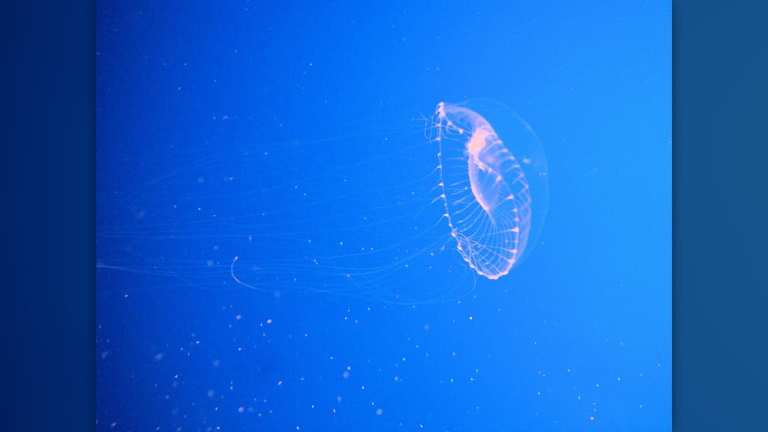 Translucent crystal jellyfish Aequorea victoria glowing in dark water with bioluminescent and green fluorescent rings