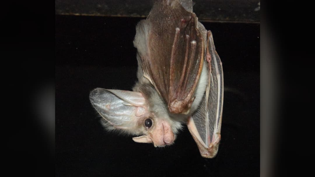 4. Ghost Bat