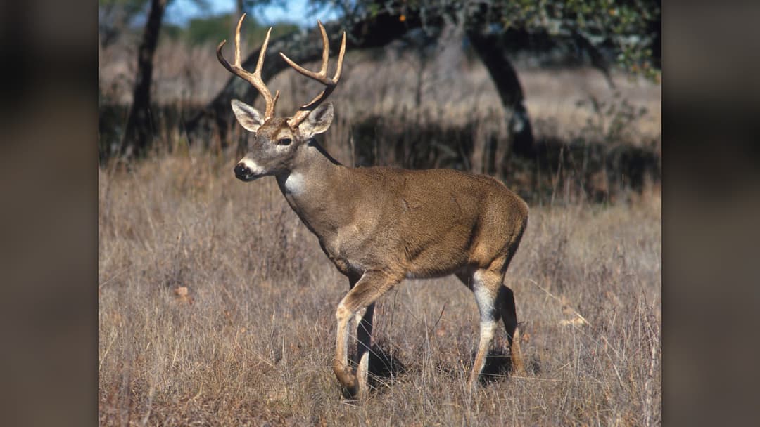 17. White Tailed Deer