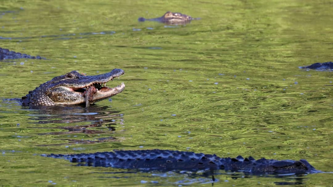 6. American Alligator: Sprint Away On Land, Gouge Eyes And Snout If Grabbed