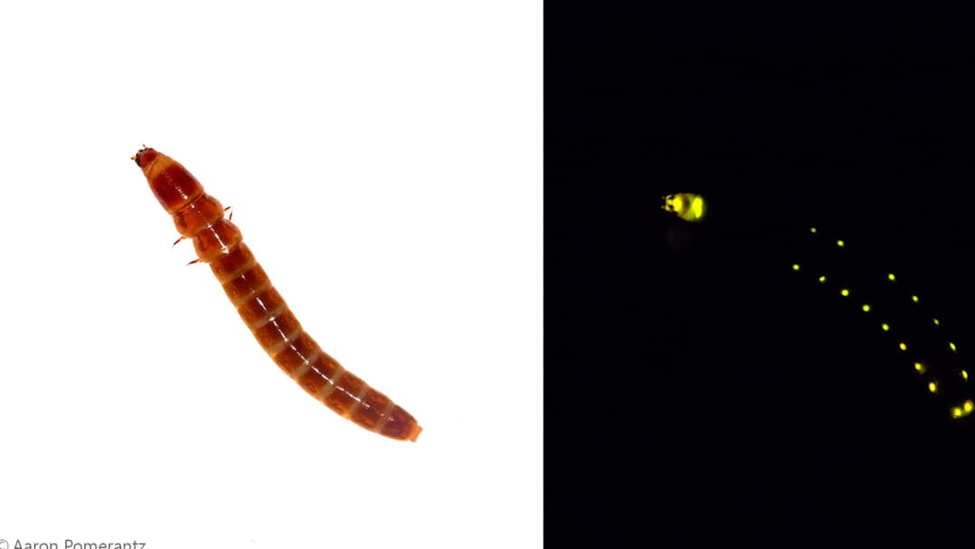 South American railroad worm Phrixothrix glowing in pitch darkness with green lateral photophores and a red head light organ