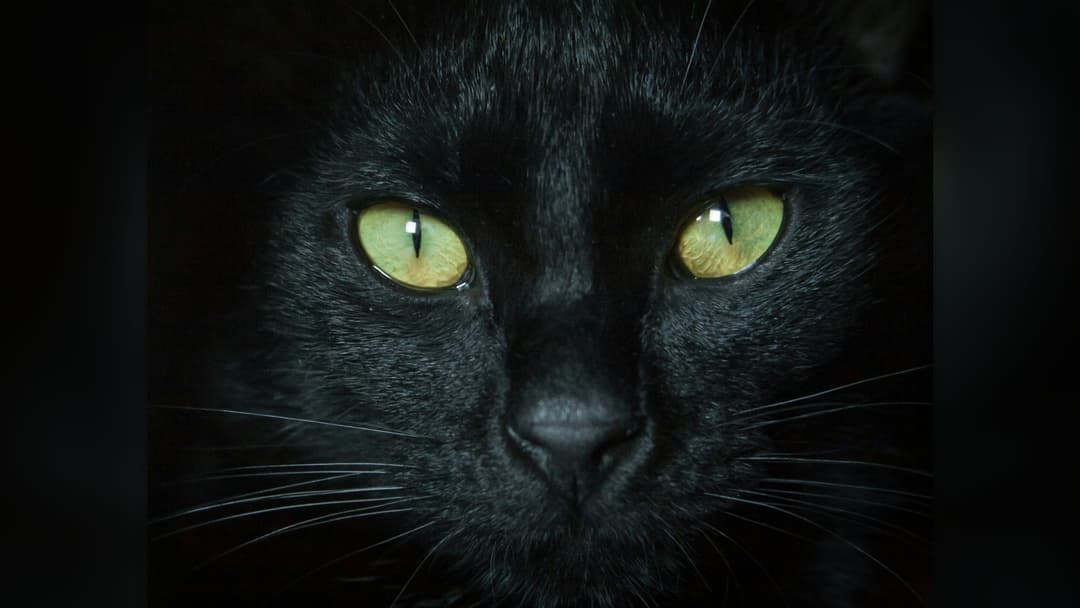 1. Sleek Miniature Panther Looks