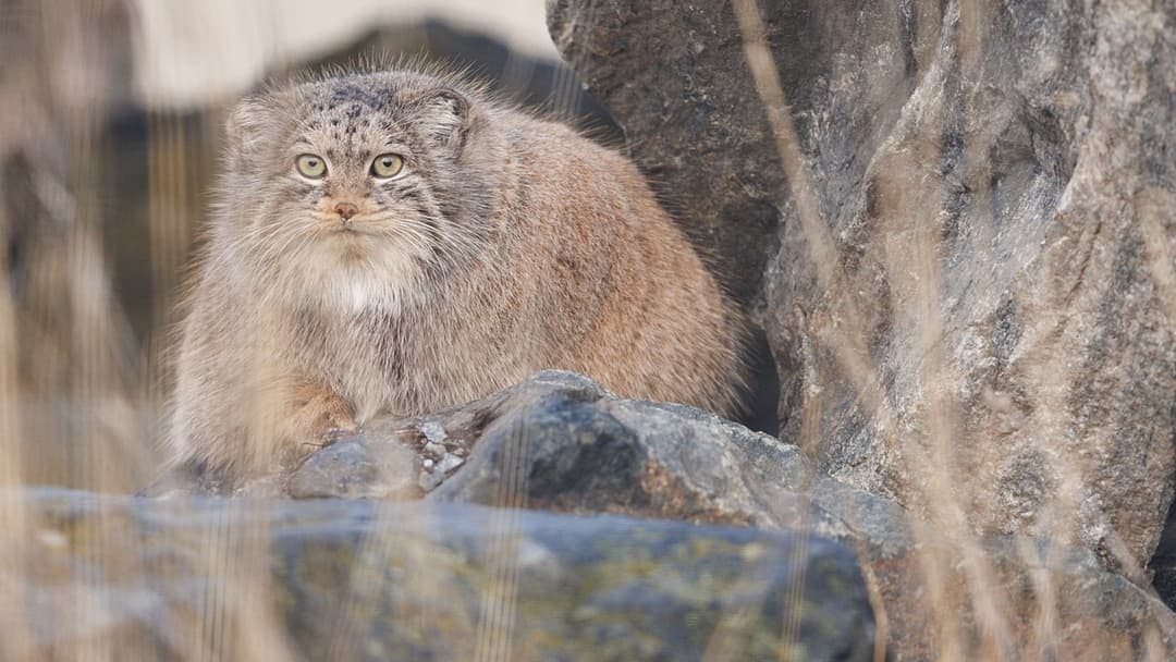 10. Pallas Cat Manul