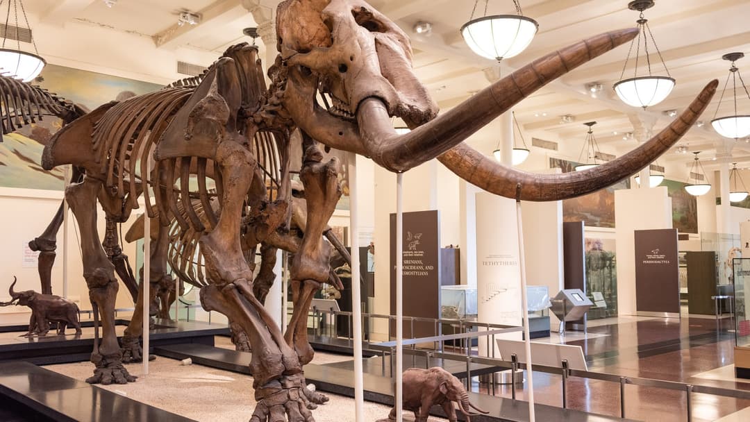 Mounted American mastodon fossil skeleton with curved tusks at the American Museum of Natural History