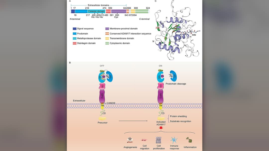 2. Generative Protein And Enzyme Synthesizers