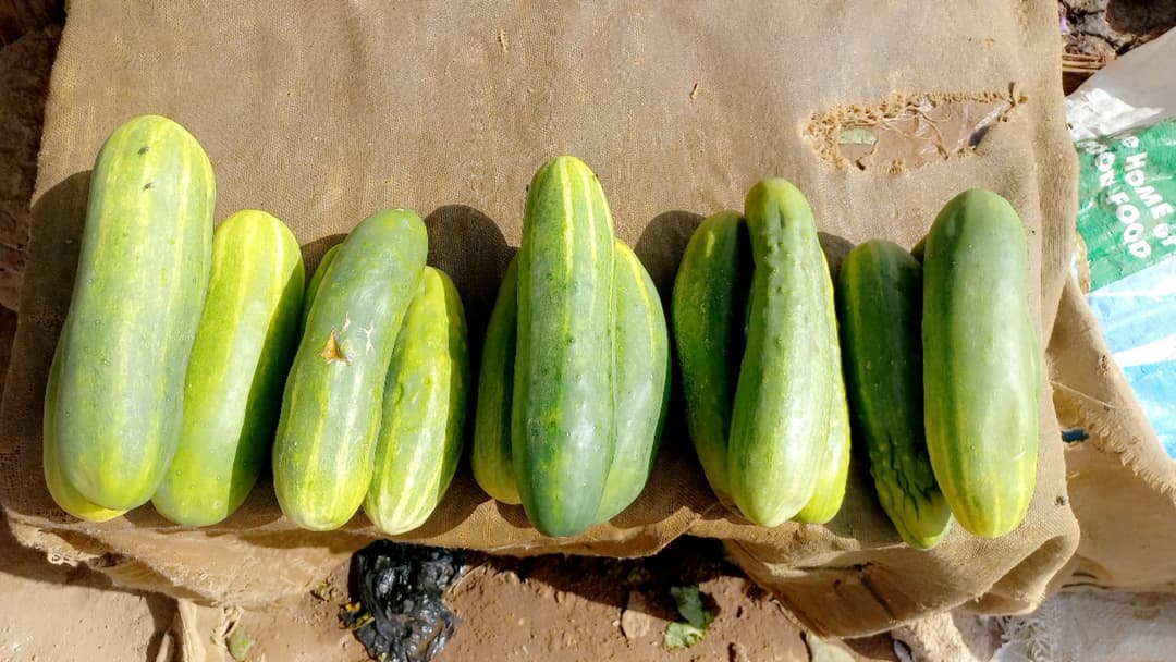 19. Cucumbers