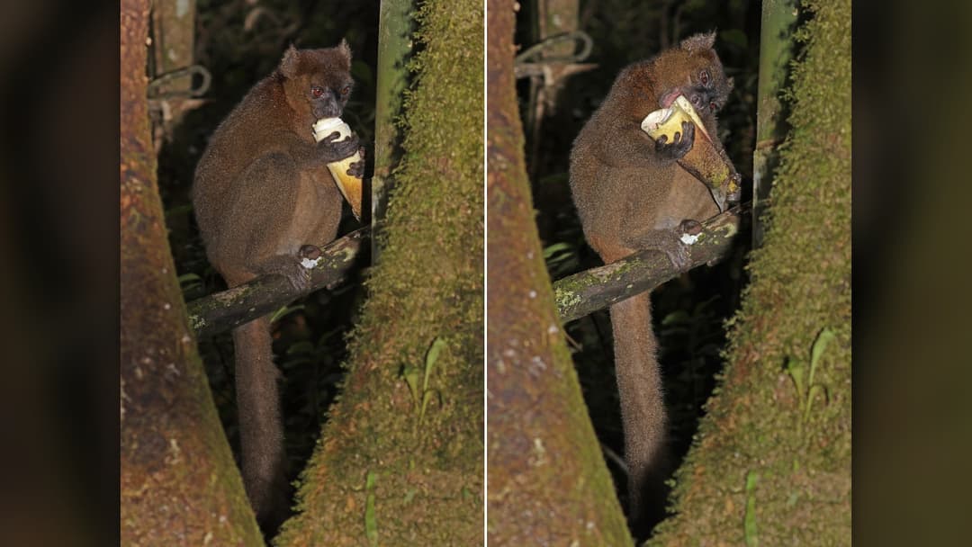 13. Heavyweight Bamboo Grazers