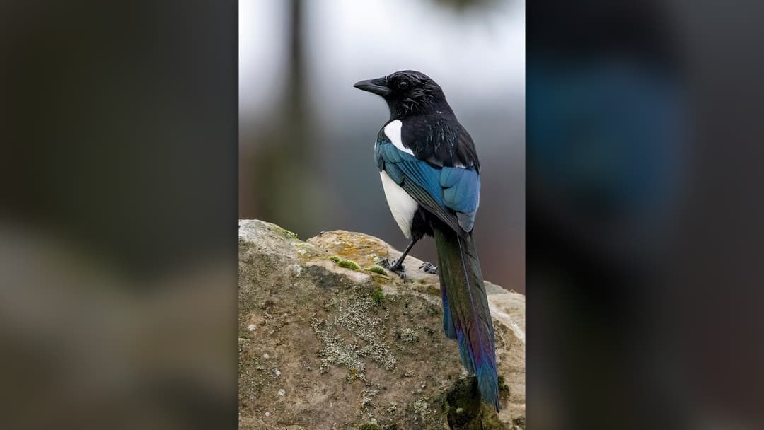 18. United Kingdom: Saluting Magpies