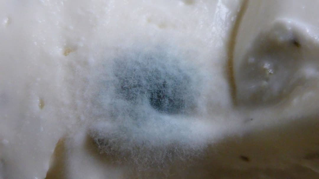 12. Fuzzy Surface Mold On Soft Cheeses