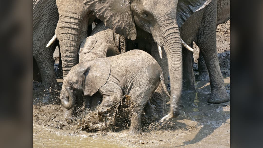 African elephant calf playing and rolling in the mud in South Africa