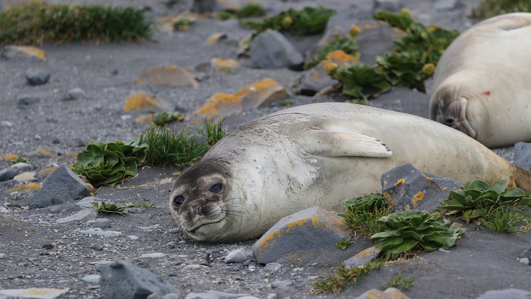 5. Southern Elephant Seal