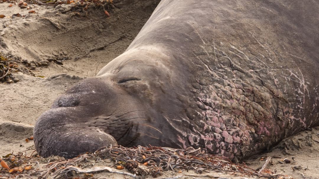 Male northern elephant seal sleeping with eyes closed