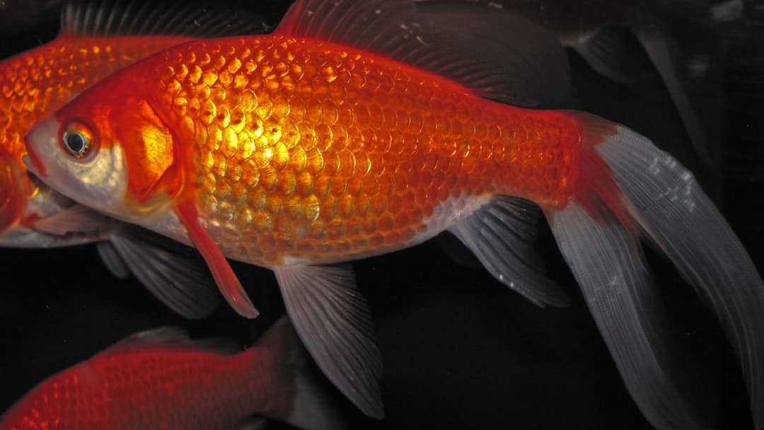 Bright orange live goldfish swimming in water