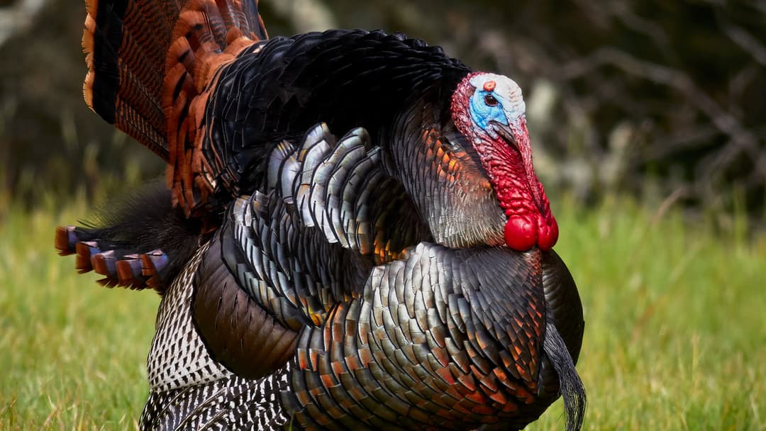 11. Wild Turkey