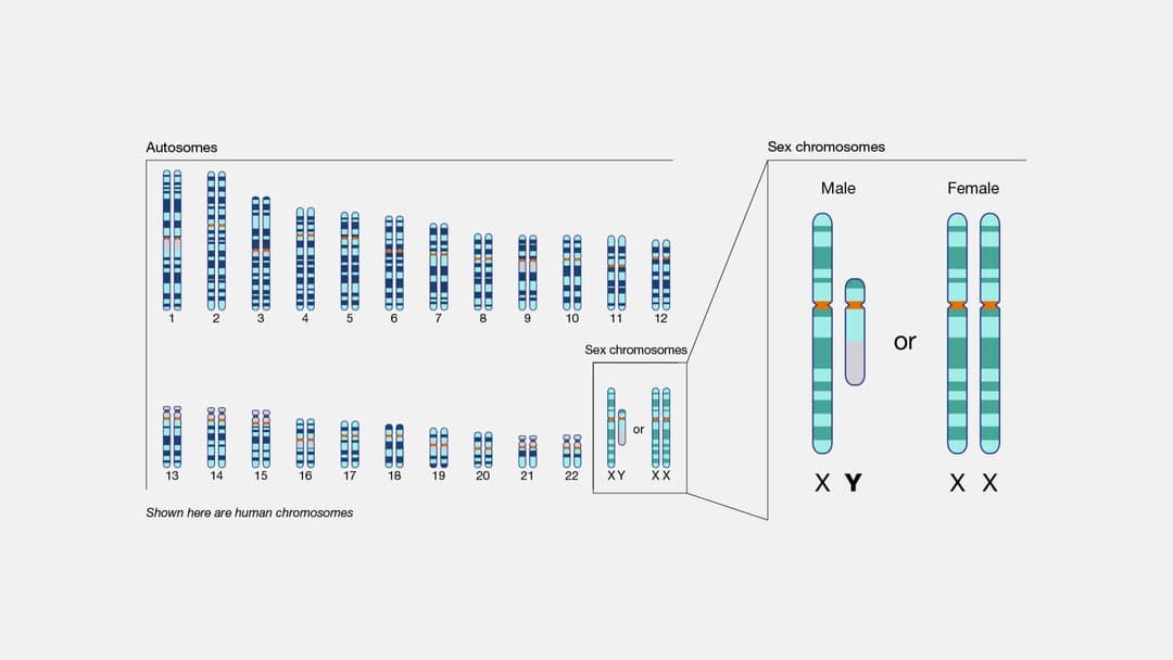 7. Fragile X Gene Triggers
