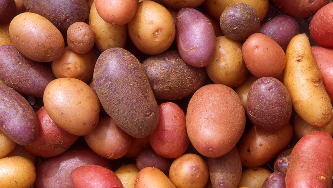 2. Giant Potato (10.9 Pounds)
