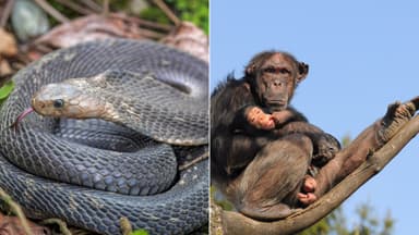 Animals Men Think They Could Beat in a Fight