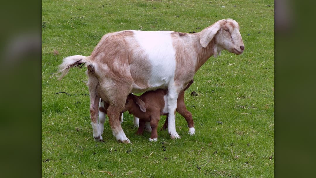 11. Domestic Goat