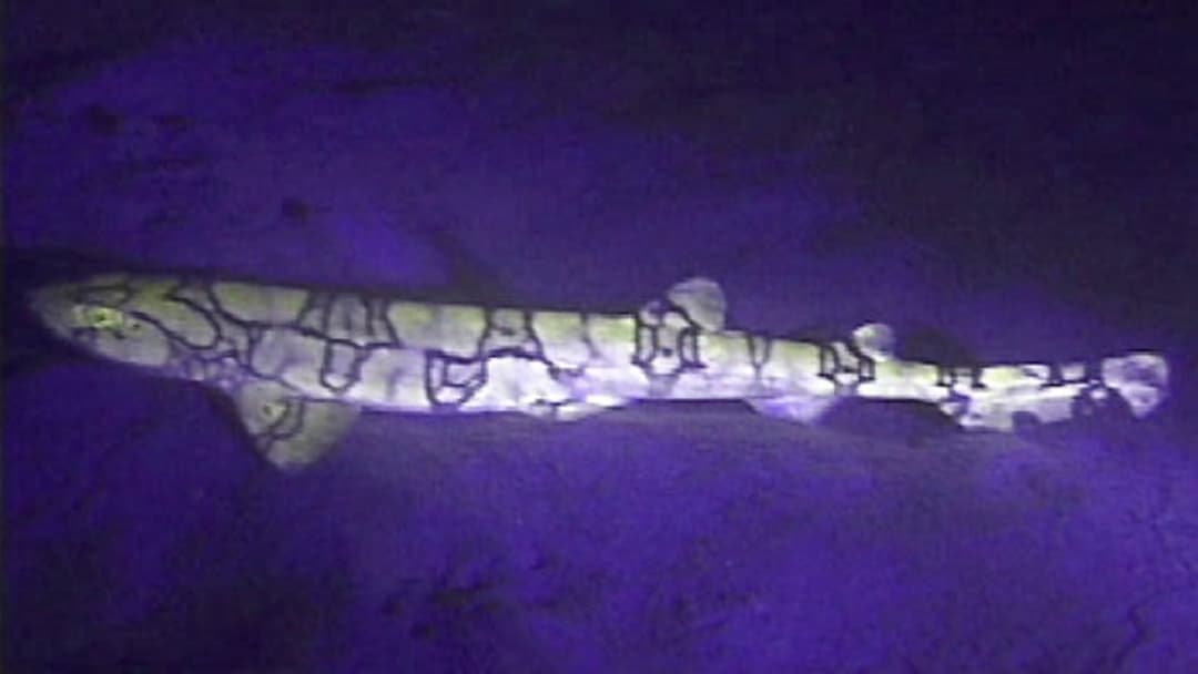 Deep-water shark glowing bright neon green in the dark through marine biofluorescence