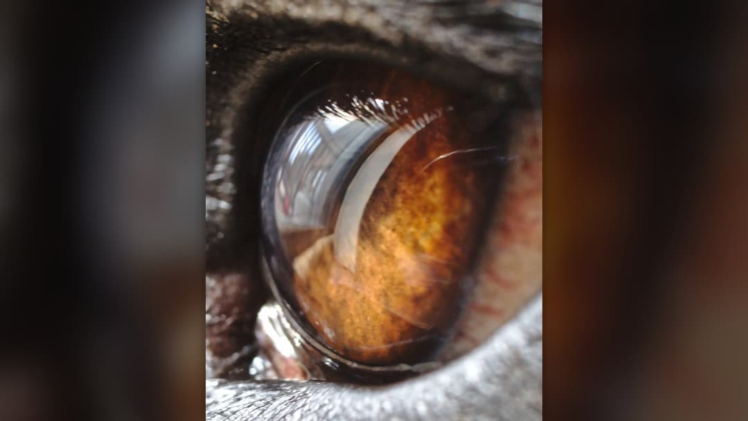 Hard Stare And Whale Eye