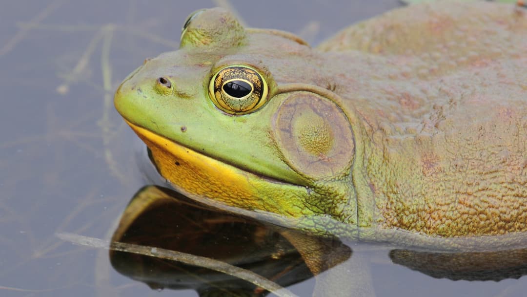 American bullfrog resting alert at the edge of shallow water and mud