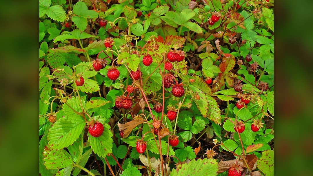 1. Strawberries