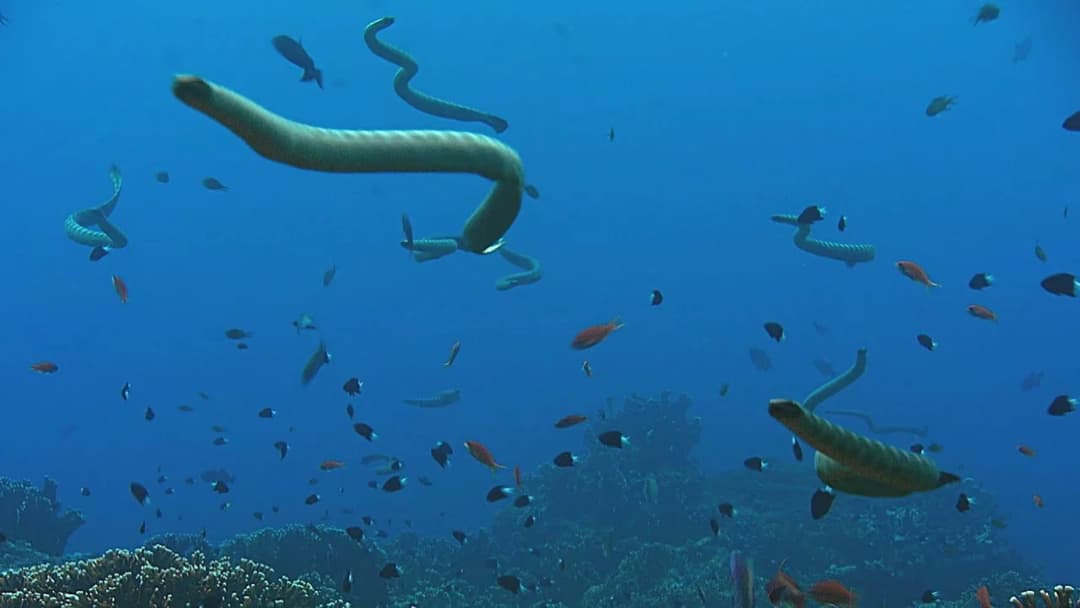 2. Oarfish And The Sea Serpent