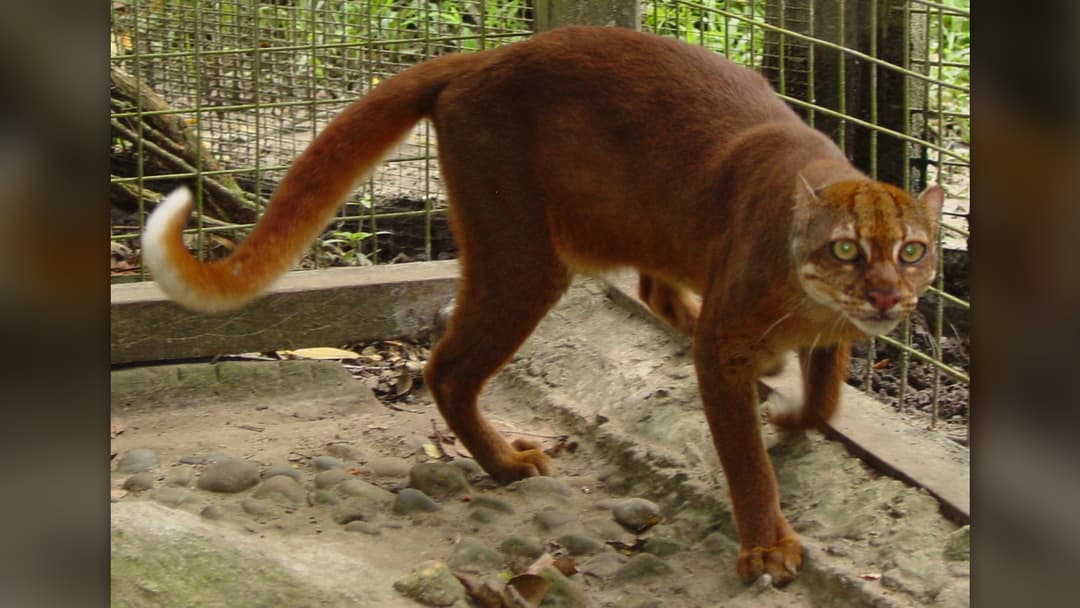 12. Borneo Bay Cat Rainforest Phantom