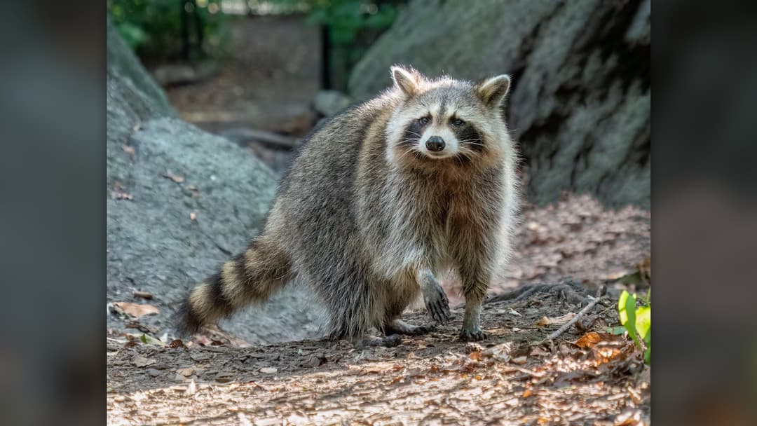 8. Northern Raccoon
