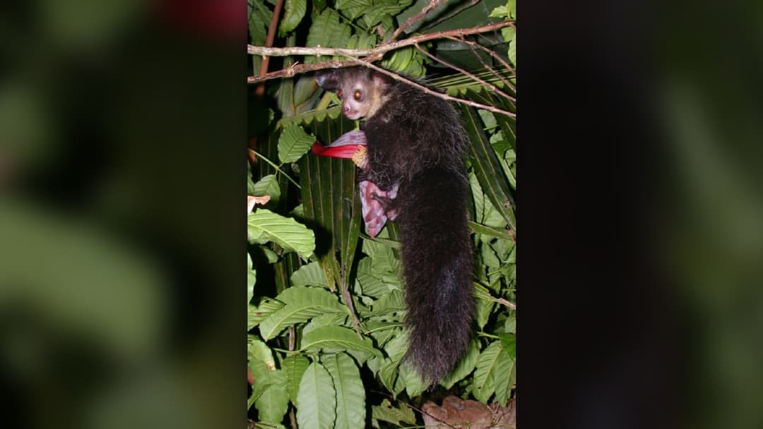 9. Aye-Aye And The Forest Demon