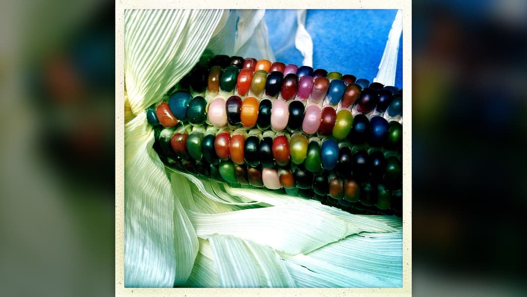 22. Glass Gem Corn