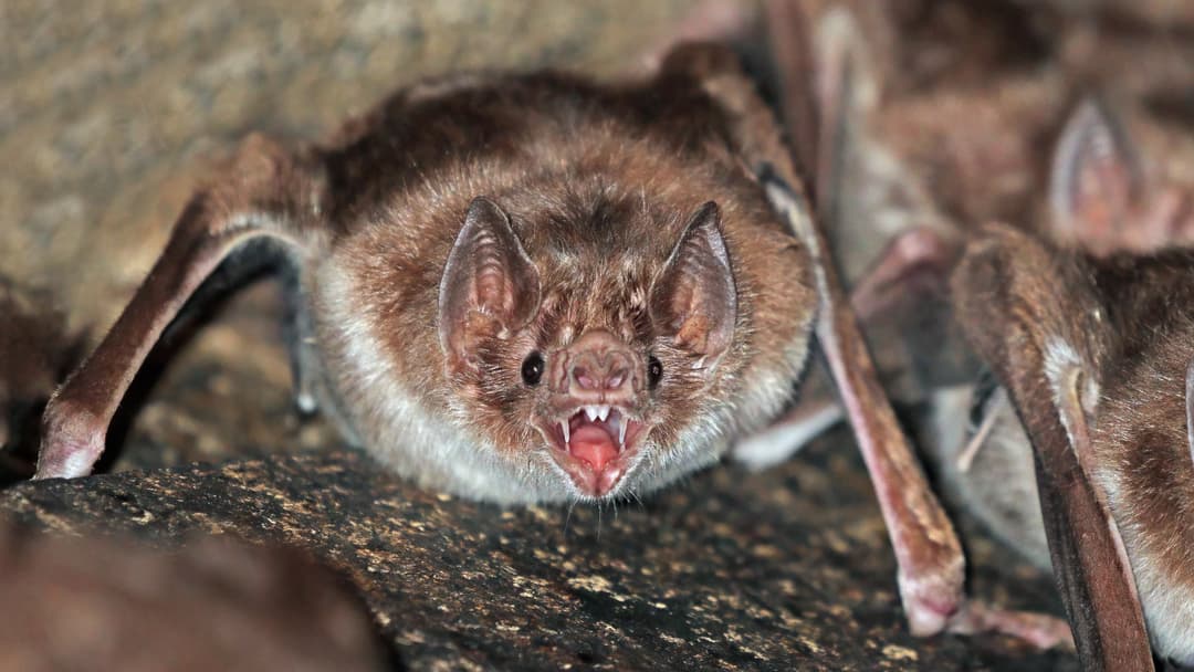 7. Common Vampire Bat