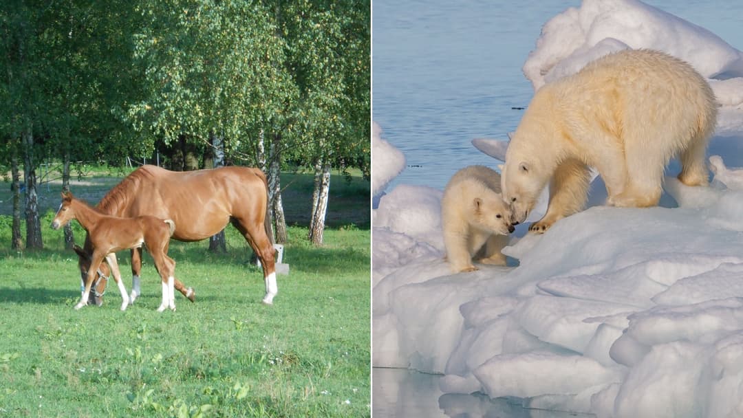 From tiny ounces to 500 pounds, see what pregnant animals gain.