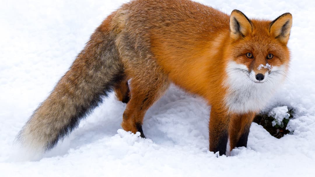 3. Red Fox: Snow-Penetrating Acoustic Triangulation