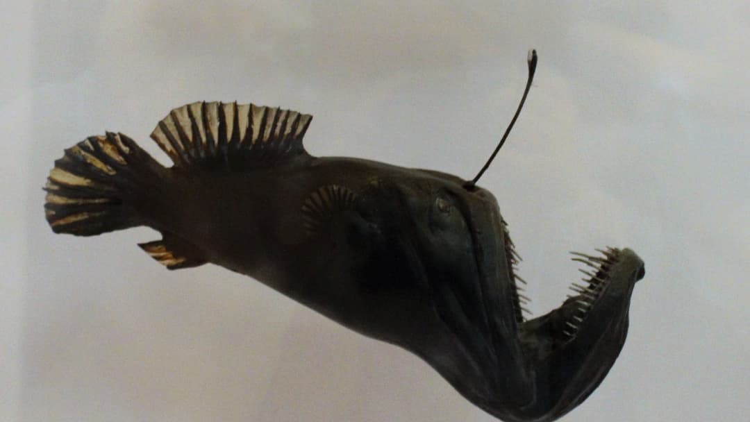 Female deep-sea anglerfish Melanocetus johnsonii in the dark with its glowing bioluminescent esca lure dangling over its jaws