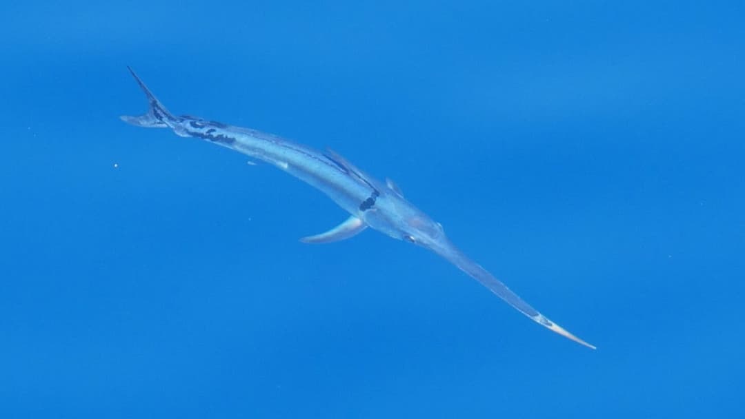 19. A 40,000-Pound Swordfish Catch
