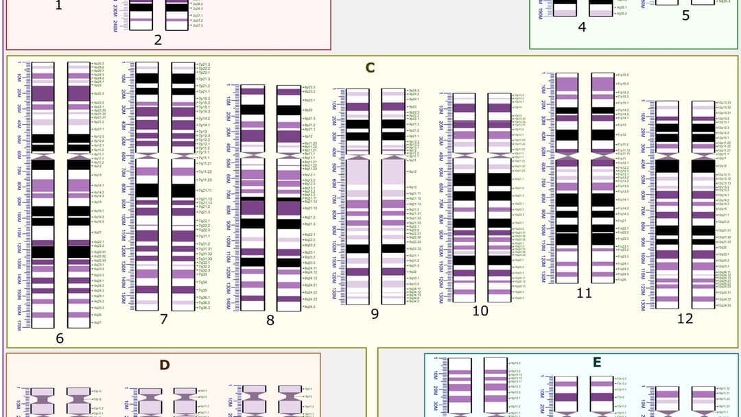 5. Direct Paternal Y-DNA Tracing
