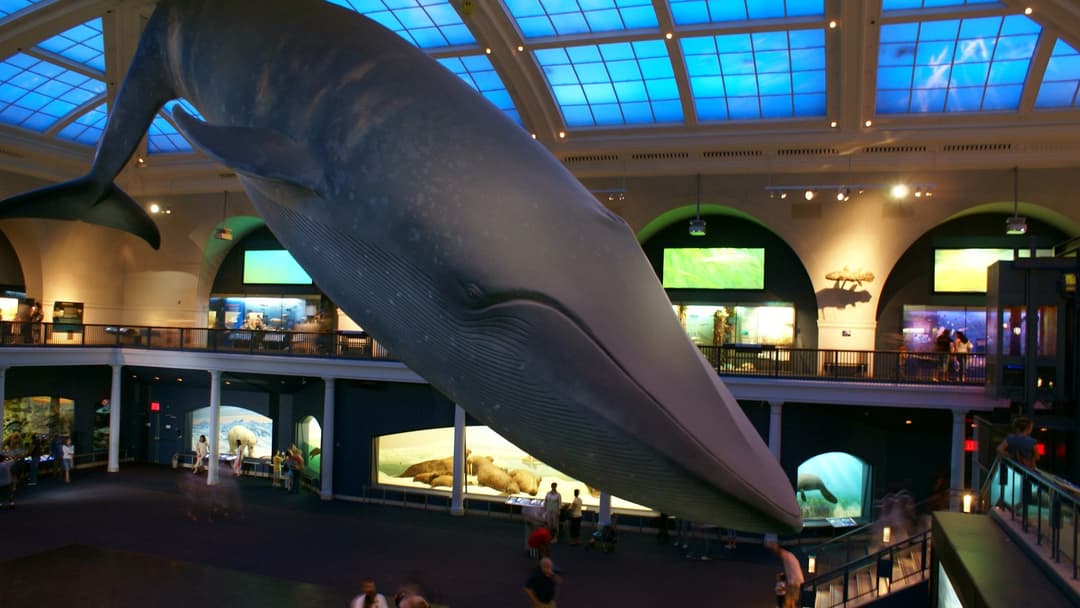 Milstein Hall Of Ocean Life Celebration