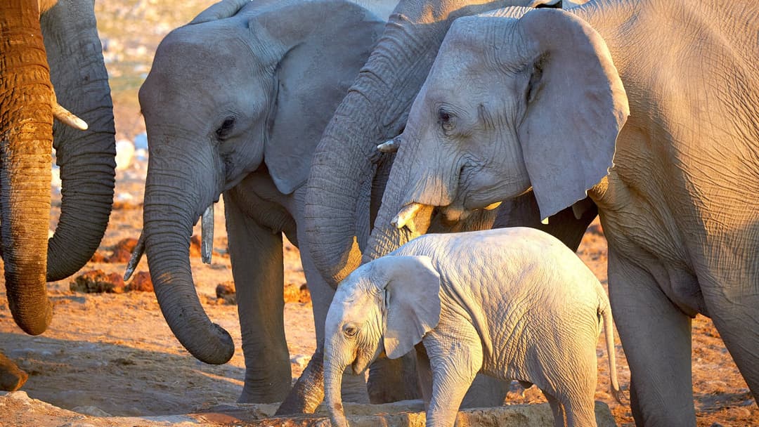 African elephant baby in the herd protective circle in Etosha National Park
