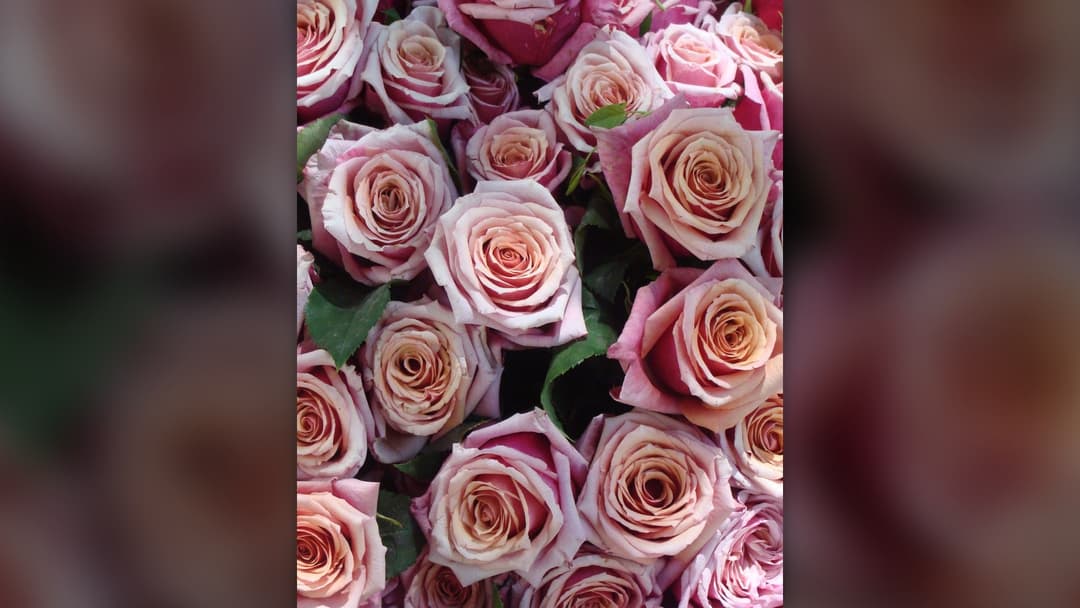 Bouquet of fresh pink roses arranged for celebration