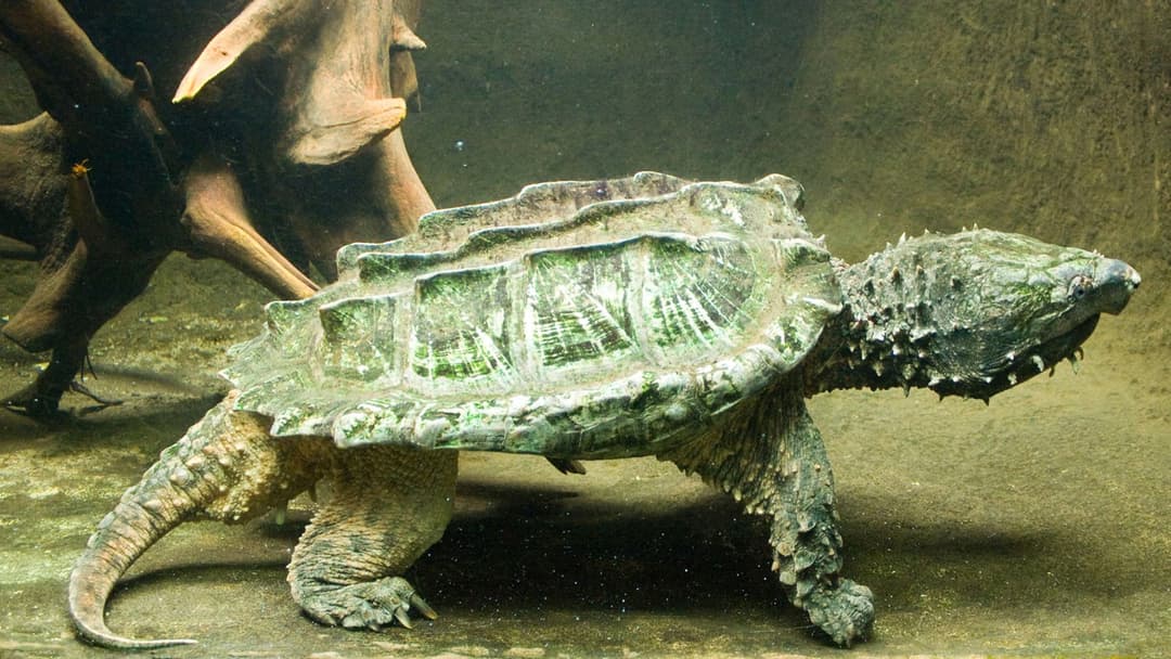 16. Alligator Snapping Turtle And River Horrors