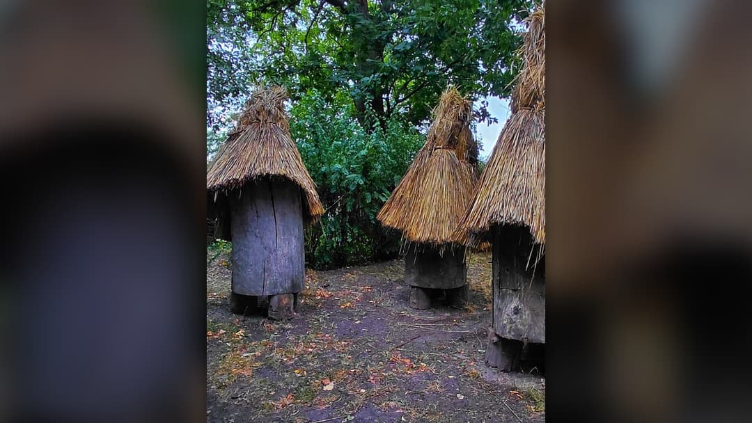 Traditional apiary yard featuring hollowed-out wooden tree trunk log beehives