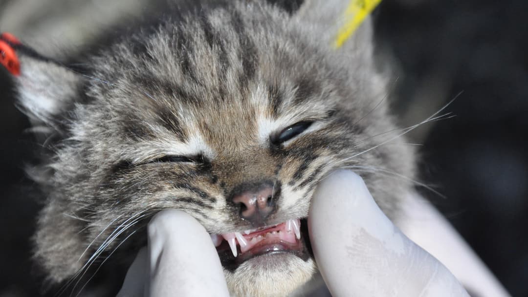 13. Baby Teeth Erupting