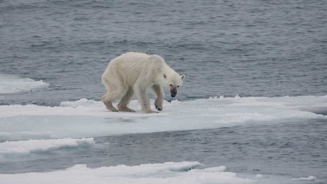 1. Bears: Play Dead For Grizzlies, Fight Black And Polar Bears