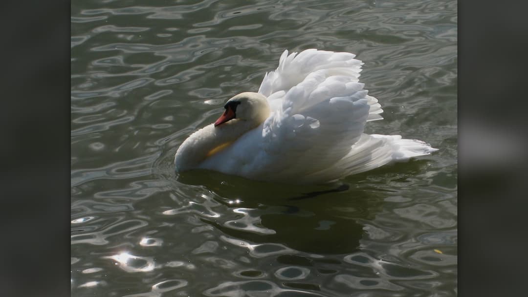 Mute swan busking aggressively with arched wings across water