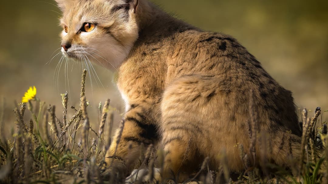 6. Sand Cat Desert Dweller