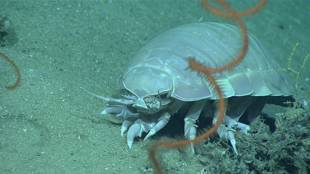 18. Giant Isopod And Alien Sea Scorpions