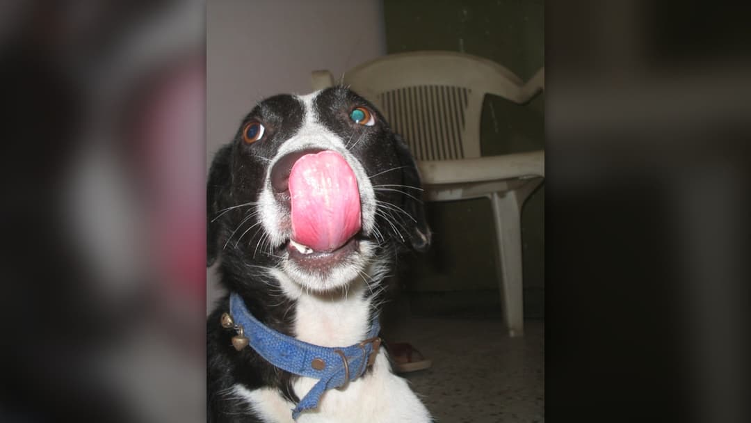 Stress Yawning And Lip Licking