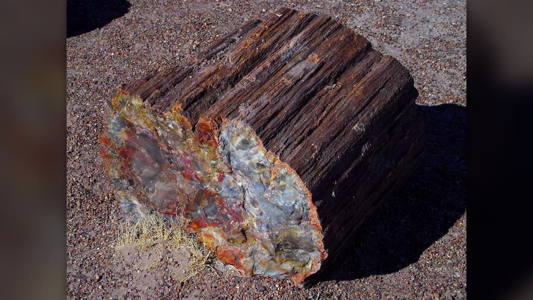 Close-up of a mineralized Triassic petrified wood log in Petrified Forest National Park, Arizona