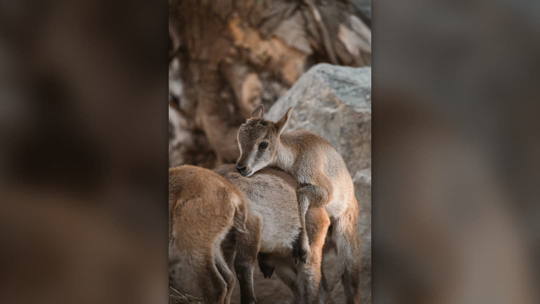 12. Mountain Goat Kids Scale Cliffs Within Hours